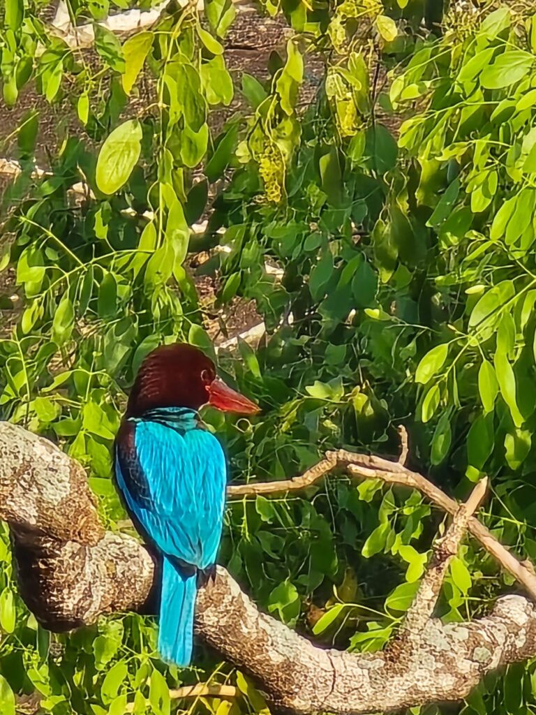 bird_yala