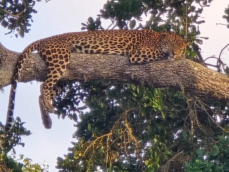 leopard_yala_2