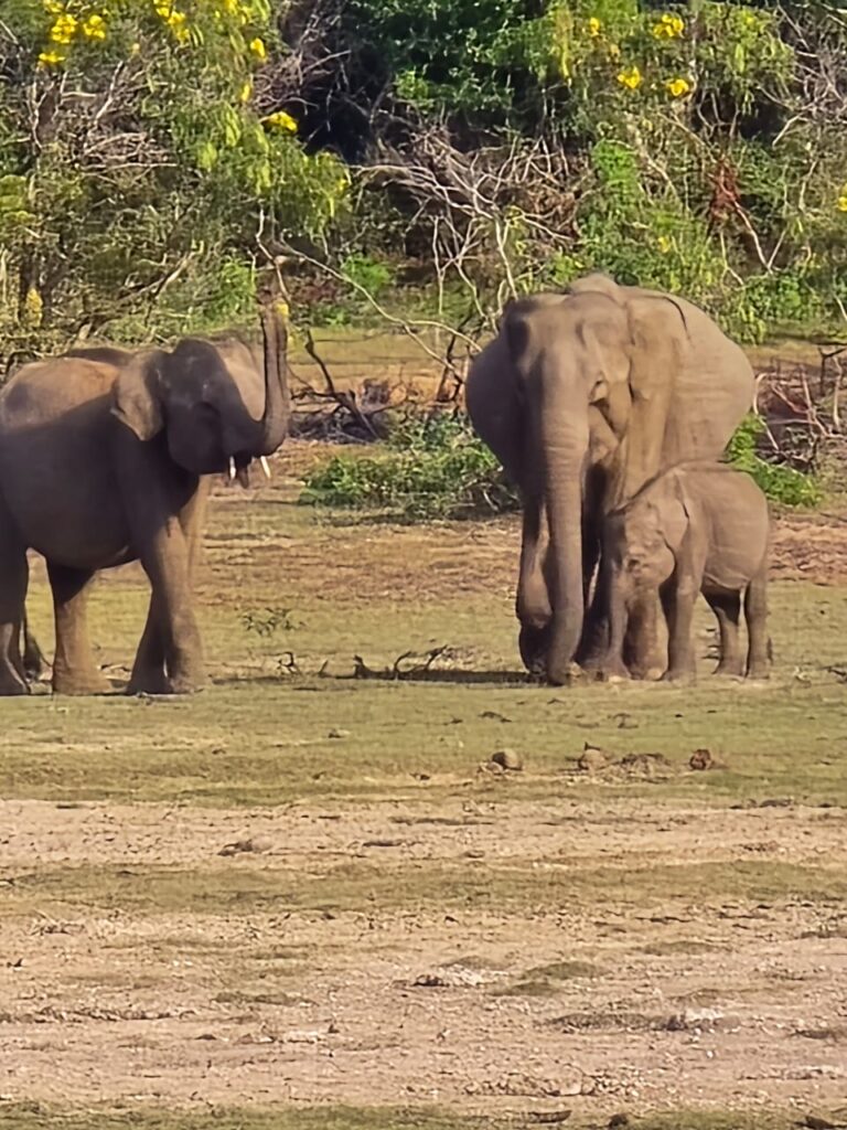 elephants_yala