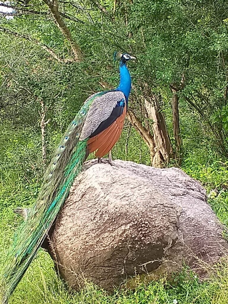 bird_yala_12