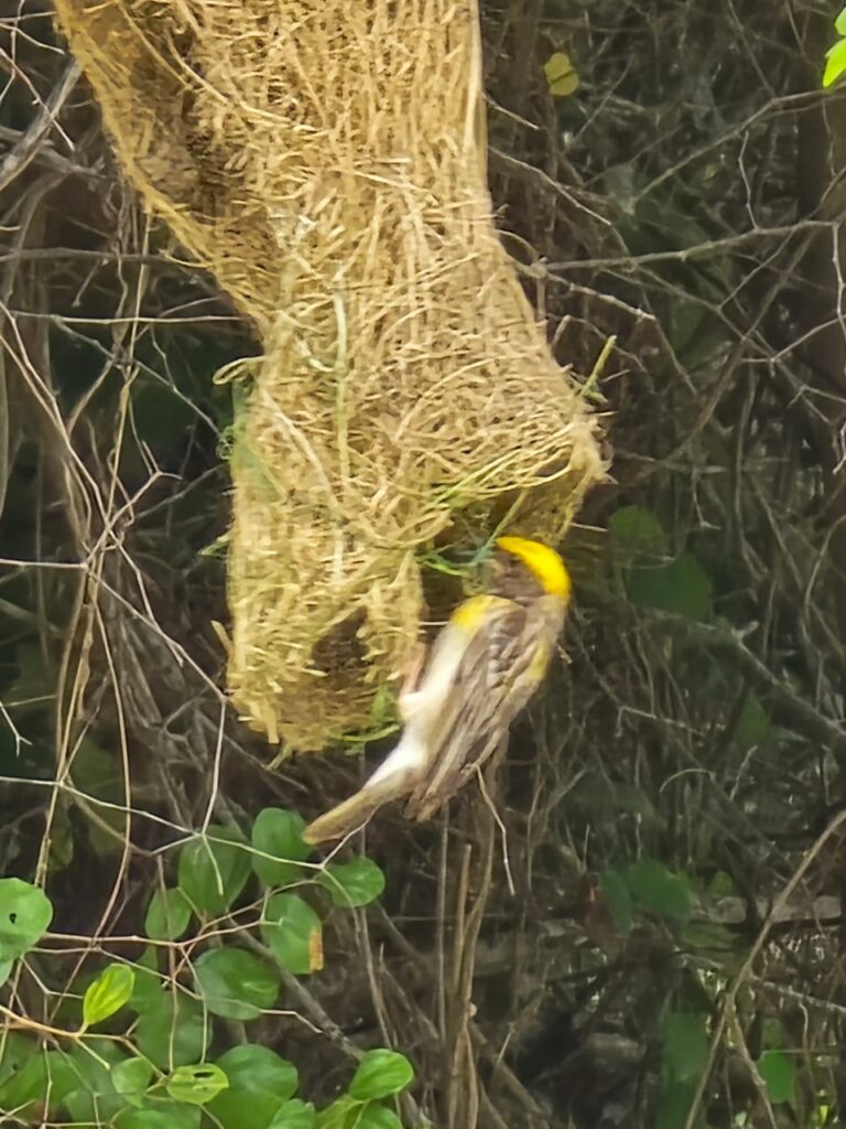 birds_yala_1