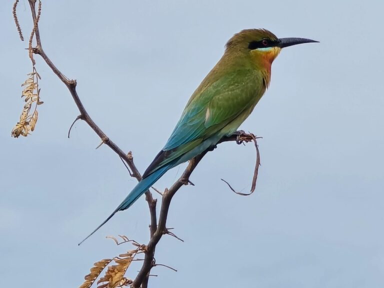 birds_yala_2