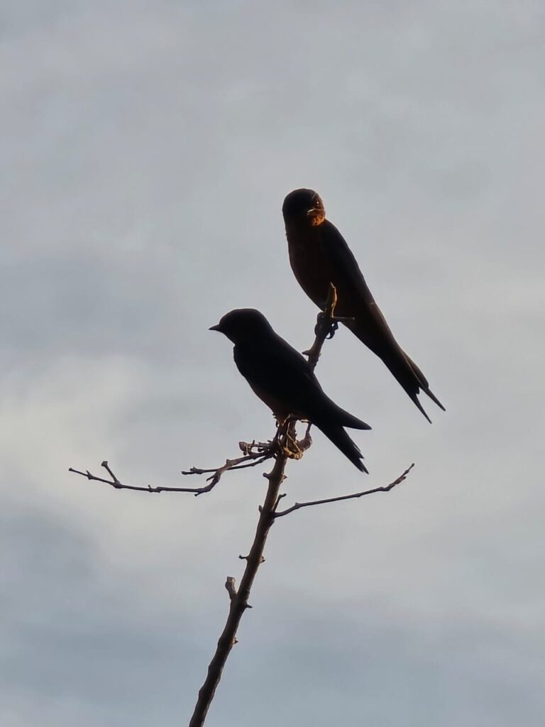 birds_yala_3