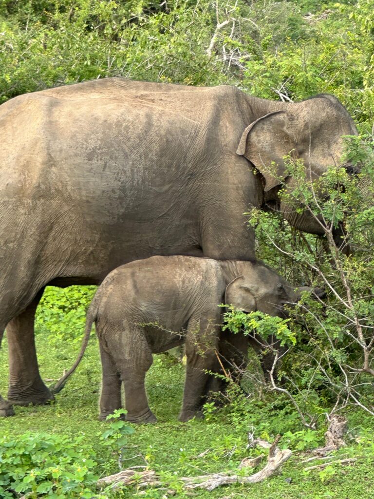 elephant_yala