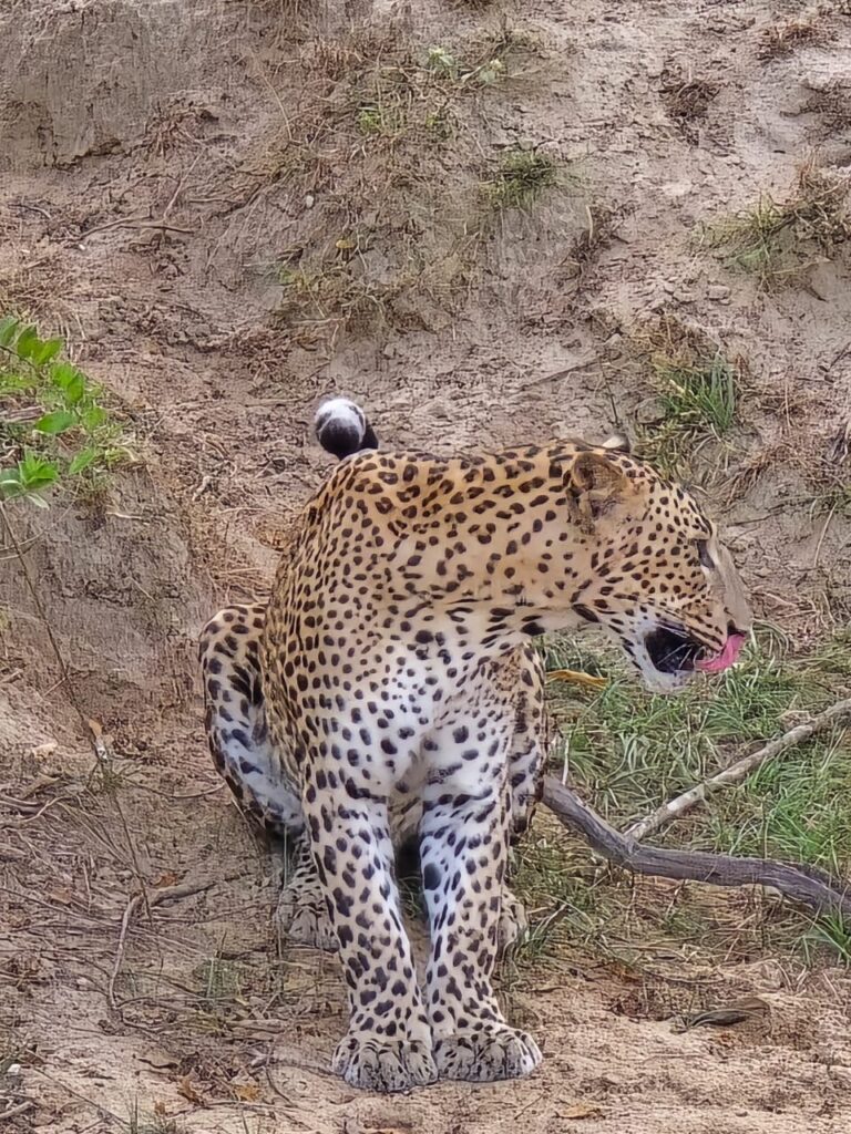 leopard_yala_2